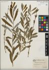 Foto von Salix purpurea L.